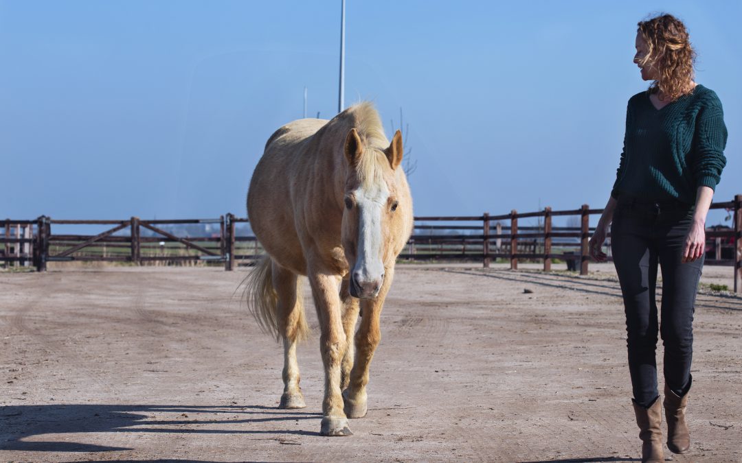 Waarom ik mijn eigen paard het slechtst kan trainen…
