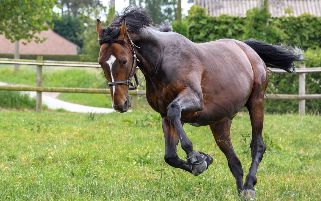 Vervelend paard of ontregeld zenuwstelsel?