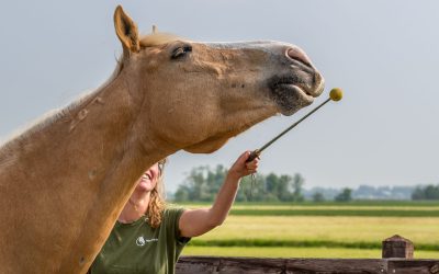 Doe eens iets anders met je paard