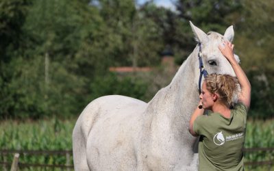 Waarom pijn bij je paard niet 100% uit te sluiten is