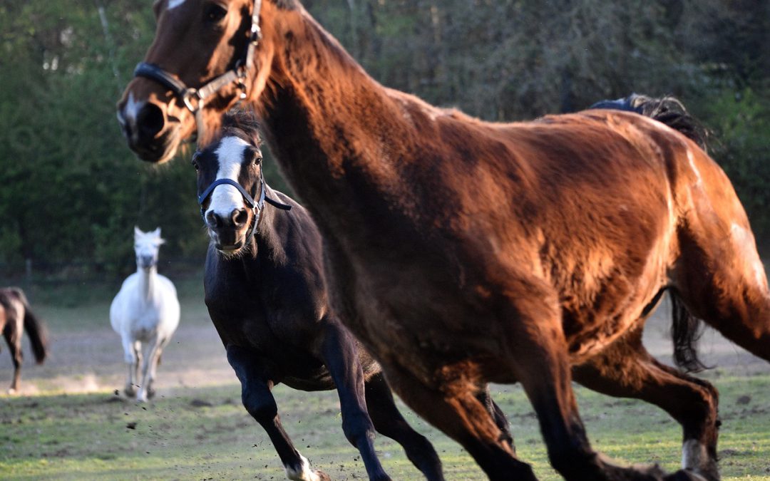 Het drama dat vuurwerk heet